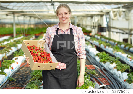 Woman harvesting strawberry 53776002