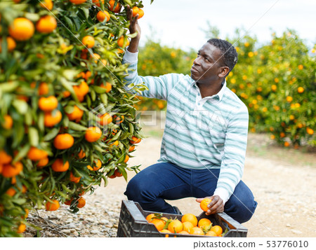 Male gathering harvest of mandarins Male gathering harvest of mandarins 53776010