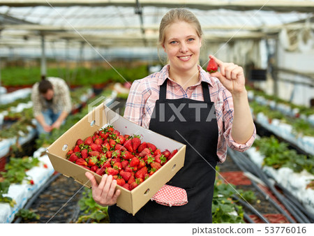 Young woman gardener in apron pholding crate with fresh strawberries 53776016