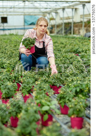 Woman gardener holding pot with tomatoes seedling in sunny greenhouse 53776076