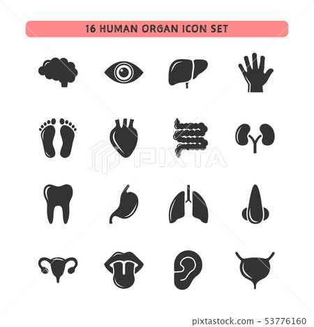 Human organ icon set Human organ icon set 53776160