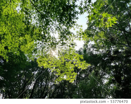夏天楓 53776470