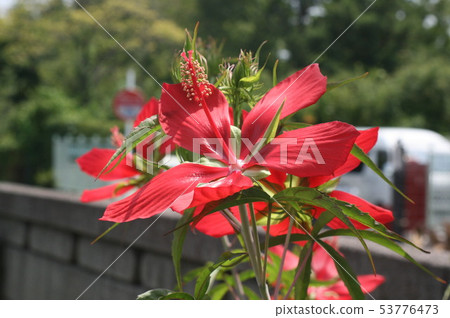 夏天花在附近?放大 夏天花在附近?放大 53776473