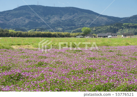 一個水芹的花田在山後面的 53776521