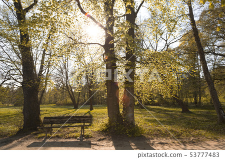 Panorama of a park bench in a park in autumn 53777483