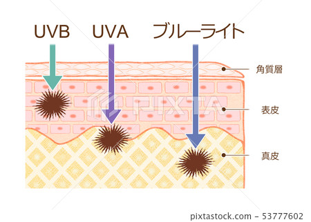 Cross-sectional illustration of skin Skin structure and skin mechanism Differences between UVA, UVB, and blue light Cross-sectional illustration of skin Skin structure and skin mechanism Differences between UVA, UVB, and blue light 53777602
