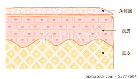 Cross-sectional view of skin Structure of skin Mechanism of skin Cross-sectional view of skin Structure of skin Mechanism of skin 53777604