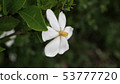 gardenia 53777720