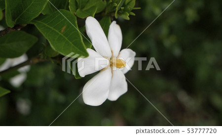 gardenia 53777720