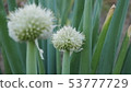 Fresh green onion 53777729