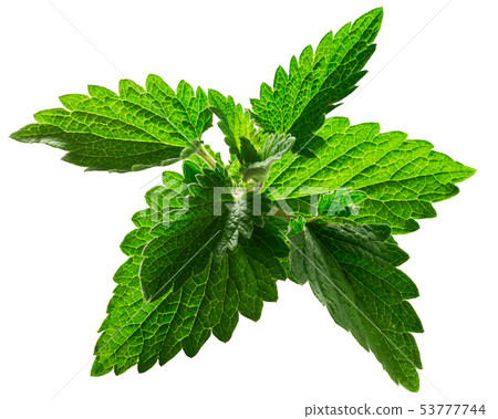 Catnip leaves n. cataria, paths Catnip leaves n. cataria, paths 53777744