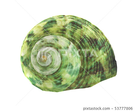 Sea shell an isolated on white background Sea shell an isolated on white background 53777806