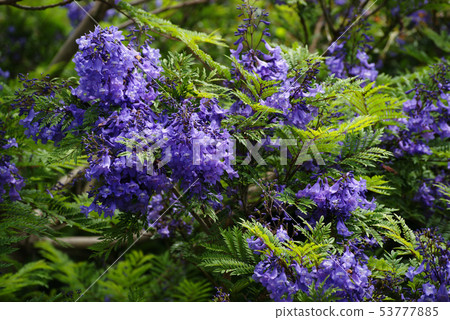 Atami Jacaranda Flower Atami Jacaranda Flower 53777885