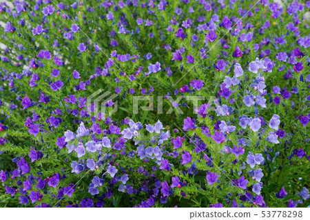 May Kamakura 843 Equim Blure, Hibiya Kadan Ofuna Flower Center 53778298