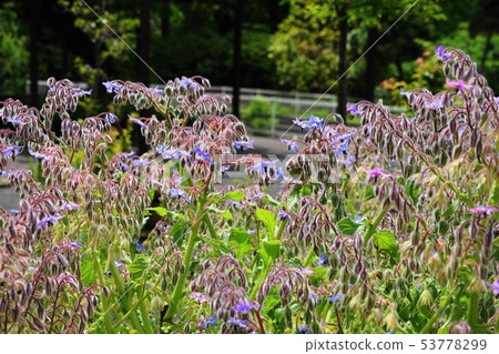 May Kamakura 842 Borij, Murasaki department, Hibiya flower bed Ofuna Flower Center 53778299