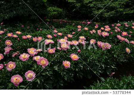 May Kamakura 804 Shakuyaku花園 日比谷花壇大船花卉中心 照片素材 圖片 圖庫