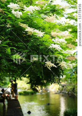 Mishima City Genbei River 53778456