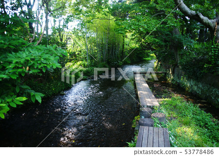 Mishima City Genbei River 53778486