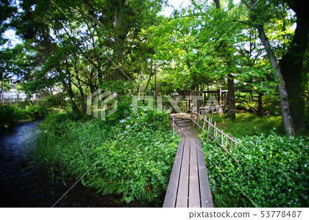 Mishima City Genbei River Mishima City Genbei River 53778487