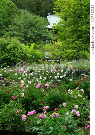 May Kamakura 774 Ryuhoji Main Hall and peony 53778532