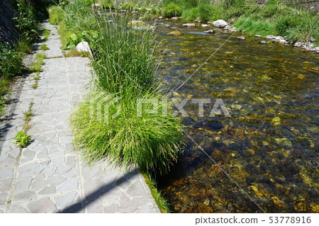 Beautiful river of Iwaizumi 53778916