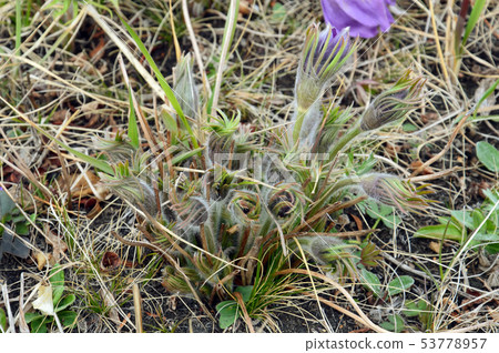 Blooming first spring flowers. Blooming first spring flowers. 53778957