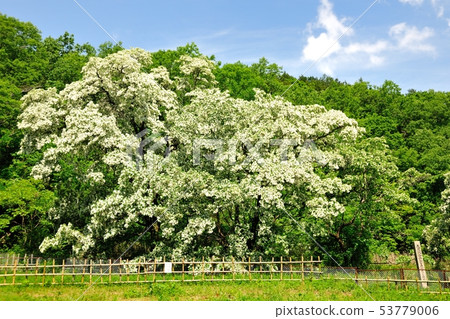 Nanja Monja 53779006