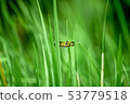 The dragonfly is on the top of the grass. 53779518
