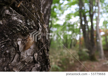 半獨立式外殼 半獨立式外殼 53779668