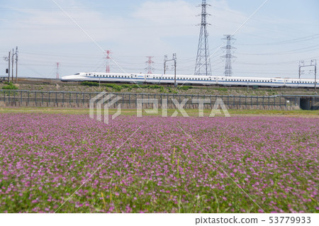 Lotus flower field and Tokaido Shinkansen N700 series Lotus flower field and Tokaido Shinkansen N700 series 53779933