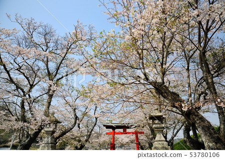 Cherry tree in Hachimangu Shrine Cherry tree in Hachimangu Shrine 53780106