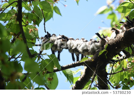 Enaga Dango 53780230