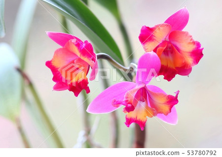 Cattleya Hawaiian Splash 3 Colors Flower Cattleya Hawaiian Splash 3 Colors Flower 53780792