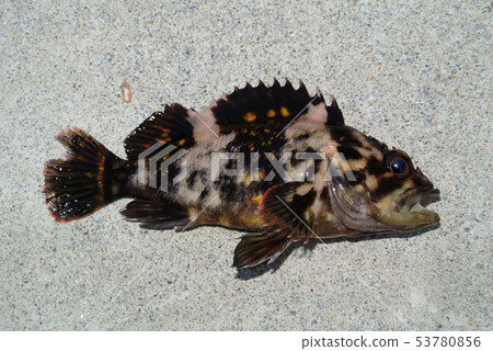 Scorpion fish was caught Scorpion fish was caught 53780856
