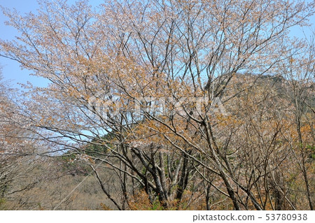 櫻花在池塘里 53780938