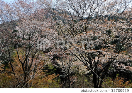 櫻花在池塘里 櫻花在池塘里 53780939