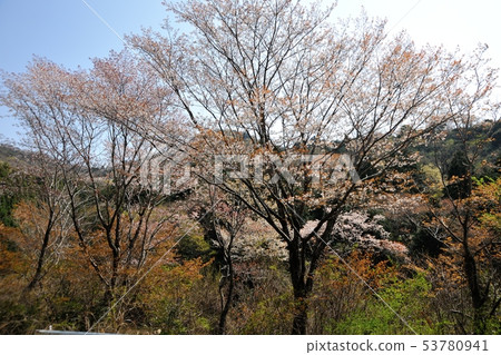 櫻花在池塘里 櫻花在池塘里 53780941