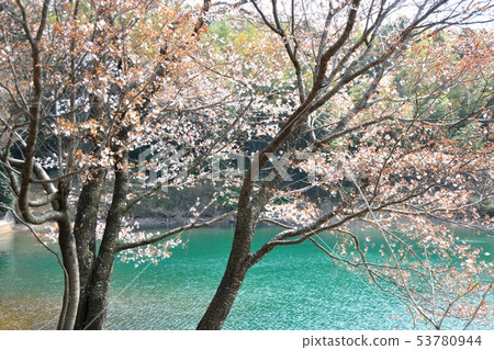 櫻花在池塘里 櫻花在池塘里 53780944