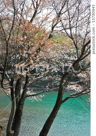 櫻花在池塘里 53780945