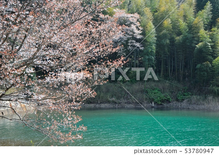 Cherry blossoms in the pond Cherry blossoms in the pond 53780947