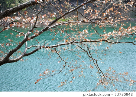 Cherry blossoms in the pond Cherry blossoms in the pond 53780948