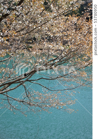 Cherry blossoms in the pond Cherry blossoms in the pond 53780950