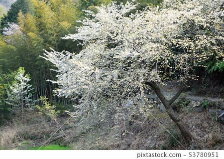 Cherry blossoms in the pond Cherry blossoms in the pond 53780951
