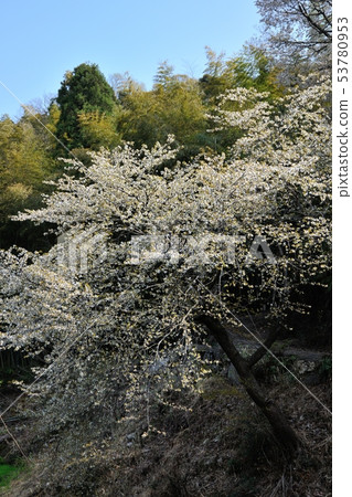 Cherry blossoms in the pond 53780953