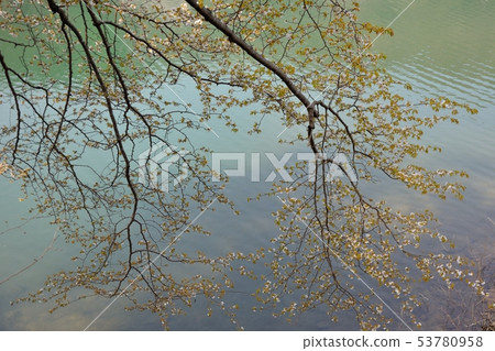 櫻花在池塘里 櫻花在池塘里 53780958