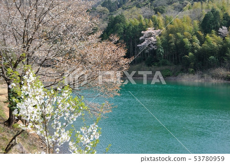 櫻花在池塘里 櫻花在池塘里 53780959