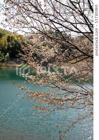 櫻花在池塘里 53780960