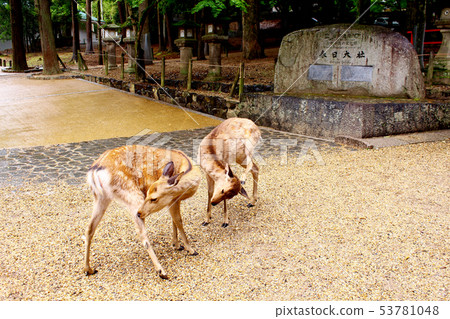 [Nara] Kasuga Taisha Shrine: Two deer playing in front of the stone monument (Natsuge) 53781048