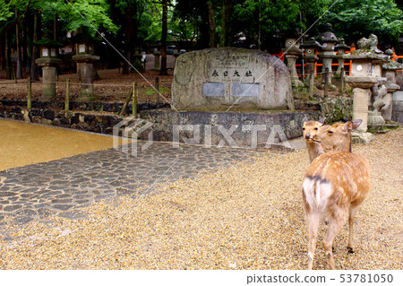 [Nara] Kasuga Taisha Shrine: Two deer playing in front of the stone monument (Natsuge) 53781050