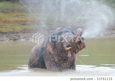 Wild Elephant playing water in marsh 53781119